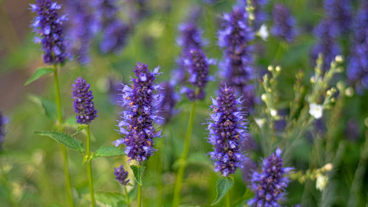 Hyssop Seeds
